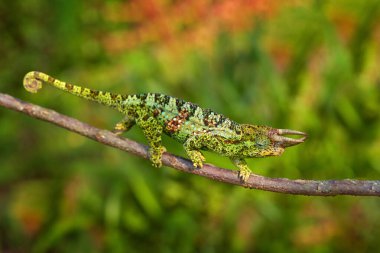 Johnston 's Chameleon, Chamaeleo johnstoni, Bwindi Ulusal Parkı, Uganda' da yürüyor. Doğada Afrika 'dan bir kertenkele. Ormandaki ağaçta yeşil bukalemun, Uganda vahşi yaşamı. 