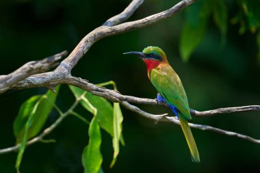 Kırmızı boğazlı arı yiyici, Merops bulocki, doğanın dalında oturan yeşil kırmızı kuş. Ormandaki arı yiyici, Victoria Nile, Uganda 'daki Murchison Falls NP. Afrika 'dan gelen kuş, vahşi yaşam.