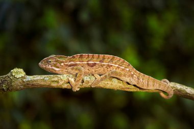 carpet chameleon (Furcifer lateralis), white-lined chameleon in forest habitat. Exotic beautiful endemic green reptile with long tail from Madagascar. Wildlife scene from nature.  Female of chameleon. clipart