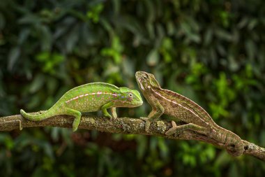 Halı bukalemunu (Furcifer lateralis), orman habitatında beyaz çizgili bukalemun. Madagaskar 'dan gelen uzun kuyruklu egzotik, yeşil sürüngen. Doğadan vahşi yaşam sahnesi. Bukalemunun Dişi.