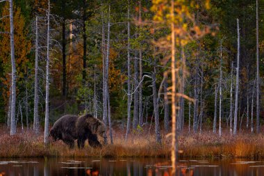 Sonbahar doğası. Ayı sarı ormanda gizlenmiş. Ayıyla düşen ağaçlar, ayna yansıması. Gölde yürüyen güzel kahverengi ayı, sonbahar renkleri, Finlandiya, Avrupa.