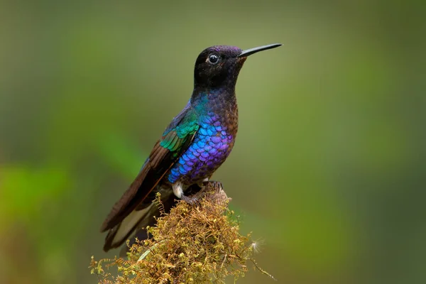 天鹅绒 紫色的冠冕 黄褐色 深蓝色和黑色蜂鸟坐在热带雨林的绿色苔藓枝上 厄瓜多尔 大自然栖息地美丽 光彩夺目的鸟儿 — 图库照片