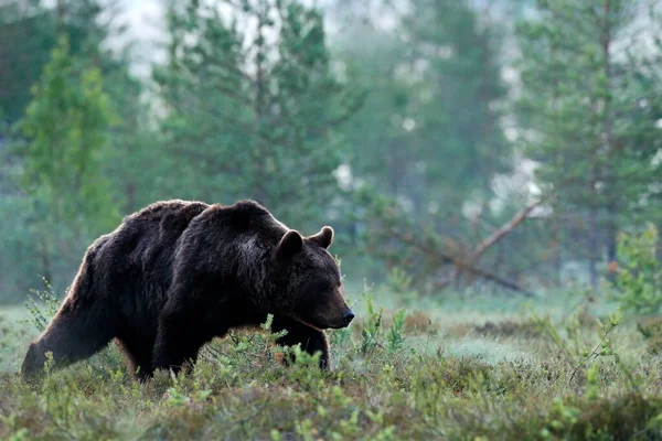 大きな茶色のクマの湖の周りの朝の太陽の下で歩く 野生の自然からの野生動物のシーン 熊と暗い夜の画像 フィンランドの森で危険な動物 — ストック写真