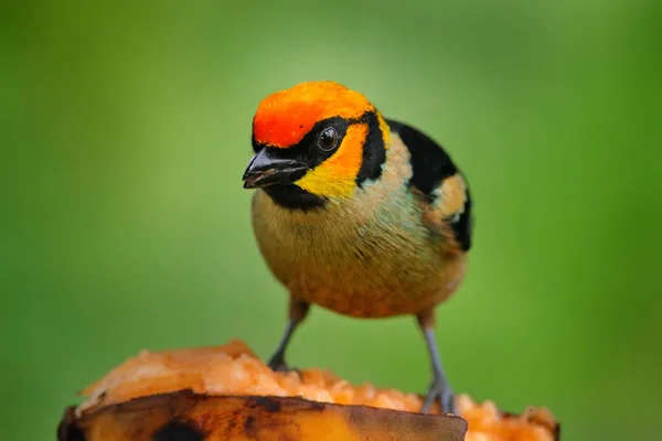Pájaro Con Plátano Tanager Alimentación Comportarse Naturaleza Tanager Con Cara —  Fotos de Stock