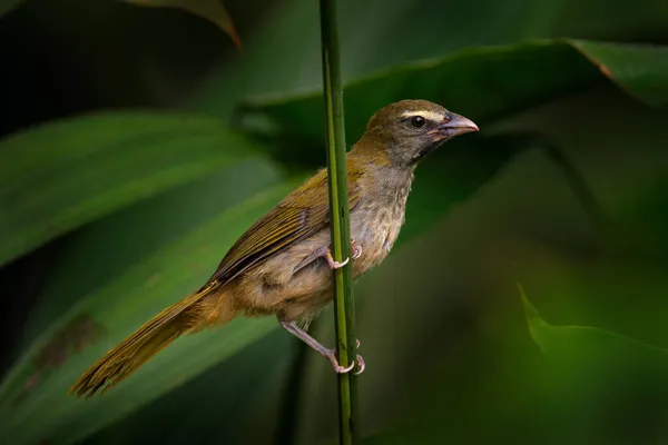 Buff Throated Saltator Saltator Maximus Egzotyczny Ptak Siedzący Gałęzi Zielonym — Zdjęcie stockowe