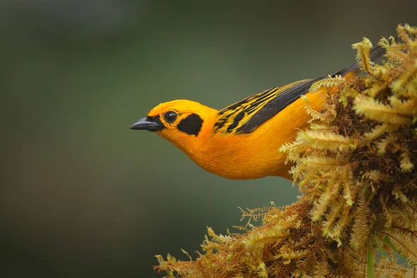 Yellow Tropic Bird Golden Tanager Tangara Arthus Yellow Bird Nature — Stock Photo, Image