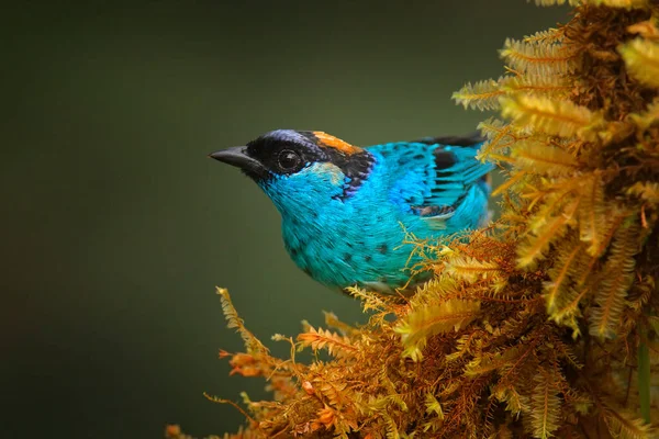 Tanager Modrými Zátylky Tangara Ruficervix Záloha Amagusy Ekvádoru Modrý Zlatý — Stock fotografie