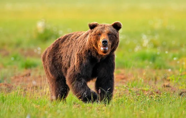 Oso Pardo Prado Verde Finlandia Europa Naturaleza Fauna —  Fotos de Stock