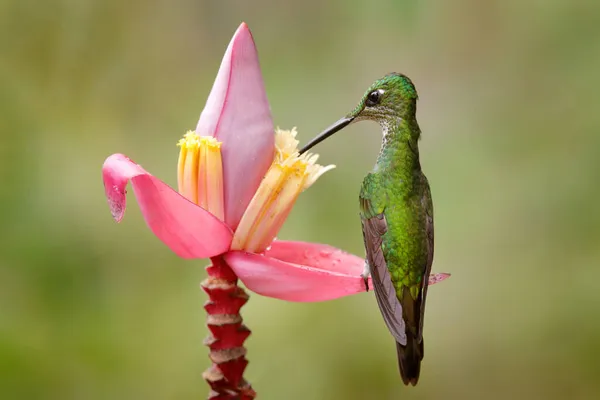 鳥はジャングルで甘い蜜を吸う 皇后華麗 Heliodxa帝国 自然の生息地で美しいハチドリ エクアドルからの長い尾を持つ緑の鳥 熱帯の自然からの野生動物のシーン — ストック写真
