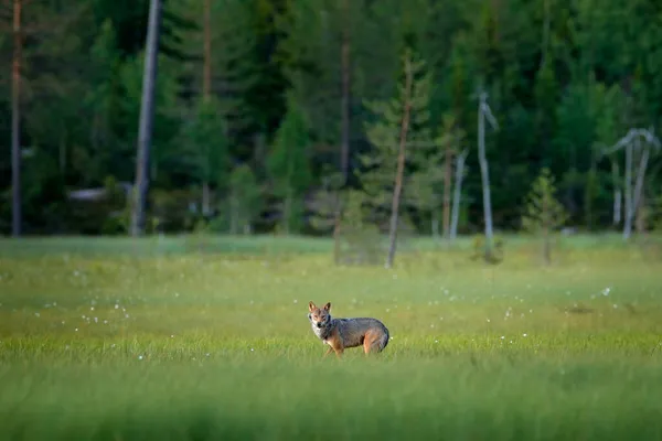 Wolf Finlândia Lobo Cinzento Canis Lupus Luz Primavera Floresta Com — Fotografia de Stock