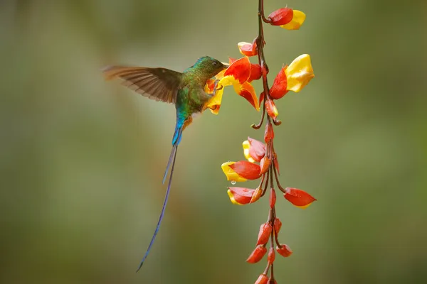 Tropic Wildlife Wild Nature Bird Hummingbird Long Tailed Sylph Aglaiocercus — Stock Photo, Image