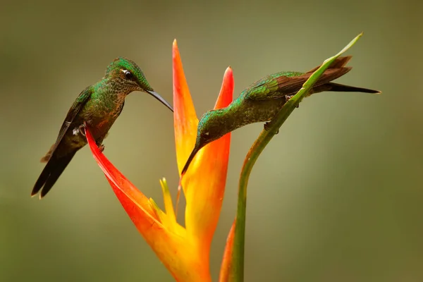 鳥はジャングルで甘い蜜を吸う 皇后華麗 Heliodxa帝国 自然の生息地で美しいハチドリ エクアドルからの長い尾を持つ緑の鳥 熱帯の自然からの野生動物のシーン — ストック写真