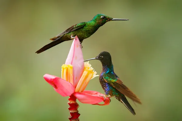 Uccello Succhia Dolce Nettare Nella Giungla Imperatrice Brilliant Heliodoxa Imperatrix — Foto Stock