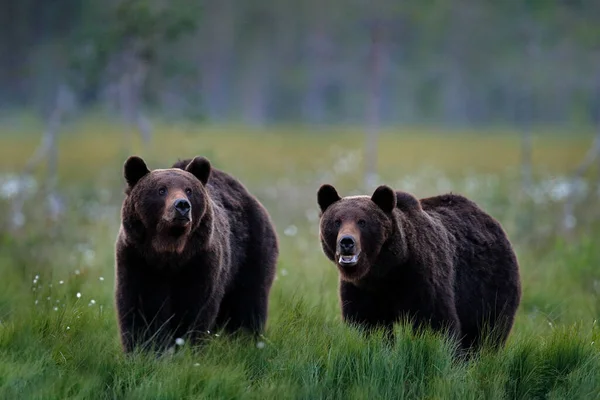 Medve Elrejtve Nyári Erdőben Őszi Fák Medvével Gyönyörű Barna Medve — Stock Fotó