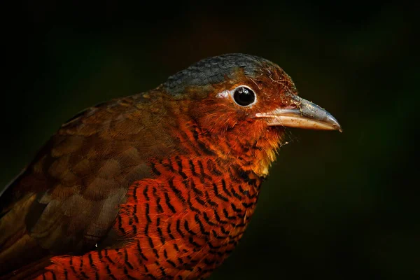 コロンビア エクアドル ペルー北部からの巨大なアリ目 Grallaria Gigantee 鳥科のGrallariidae 自然熱帯林の生息地 サンイシドロ エクアドルのアンティプタ 茶色の鳥 — ストック写真