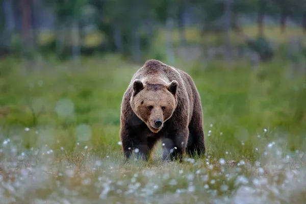 Bär Versteckt Sommerwald Herbstbäume Mit Bären Schöner Braunbär Der Den — Stockfoto