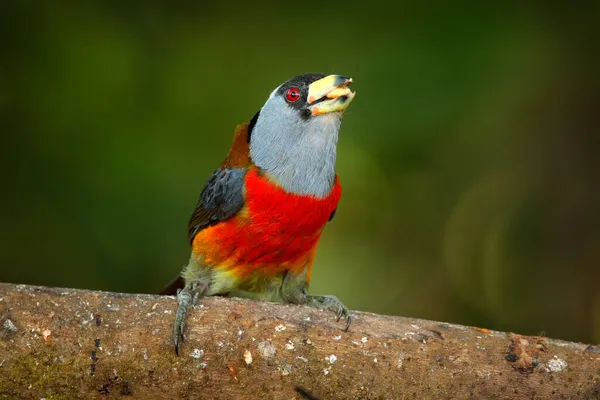 Przyroda Ekwador Toucan Barbet Semnornis Ramphastinus Bellavista Mindo Ekwadorze Egzotyczny — Zdjęcie stockowe