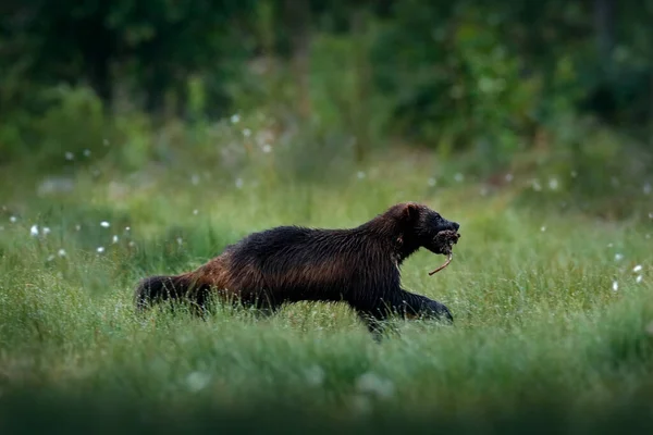 Rusia Fauna Wolverine Corriendo Con Captura Taiga Escena Vida Salvaje — Foto de Stock