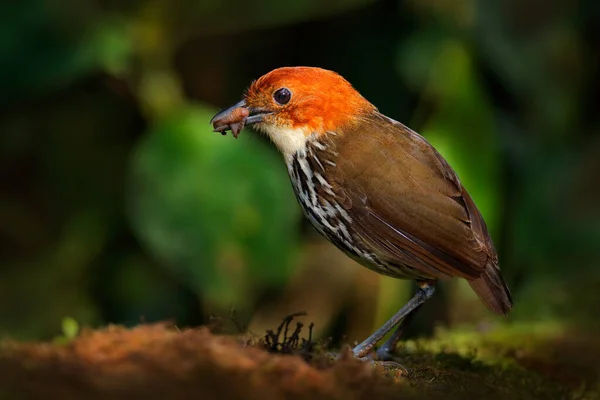 栗冠に覆われたアンティプタ グララリア ルフィカピラ コロンビア エクアドル ペルー北部の鳥科のグララリア科 自然熱帯林の生息地 サンイシドロ エクアドルのアンティプタ 茶色の鳥 — ストック写真