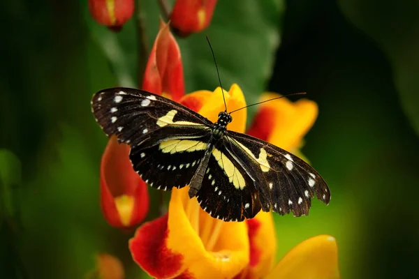 Метелик Природі Heliconius Atthis Довгокрилий Мухоловок Зеброю Квітковому Лісі Джунглях — стокове фото