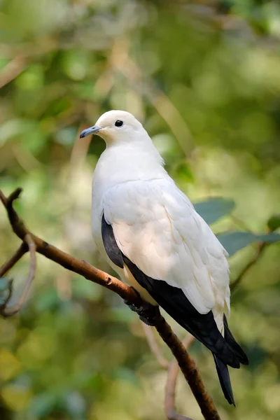 デュキュラ色 タイからのピード帝国の鳩 美しい大きな白い鳥 ピジョンの生息地では 緑の森の中で晴れた日 自然からの野生動物のシーン 鳥が木の幹に座って — ストック写真