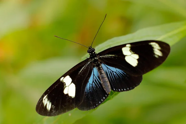 Heliconius Doris Doris Longwing 중앙아메리카 코스타리카 아름다운 속에서 떠난다 동물의 — 스톡 사진