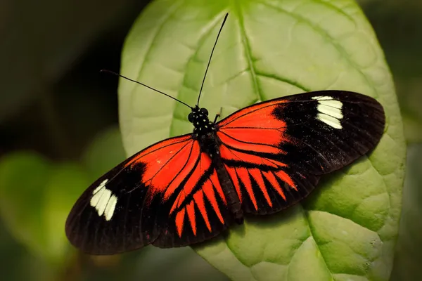 Heliconius Melpomene Pošťák Motýl Kostariky Černooranžový Motýl Zelených Listech Tropického — Stock fotografie