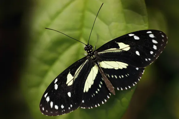 Heliconius Atthisは 中米のコスタリカからの蝶で 偽のゼブラウイングです Heliconius 美しい昆虫の緑の葉の上に自然の中で座っている 野生生物の性質 — ストック写真