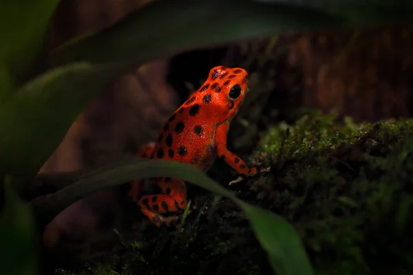 Oophaga Pumilio Bastimentos Panama Bastimento Adası Ndan Turuncu Zehirli Kurbağa — Stok fotoğraf