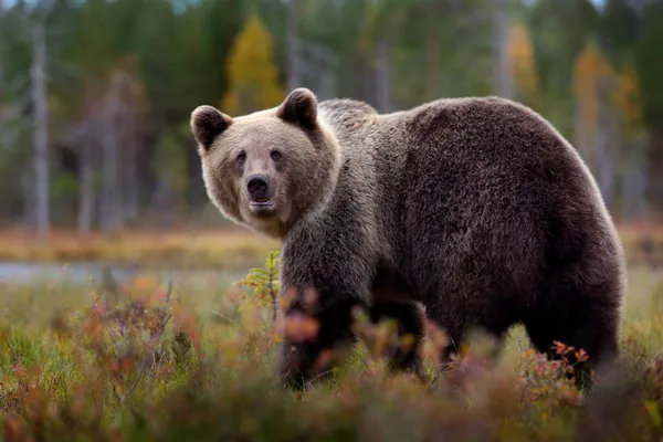 Bear Close Encounter Nature Brown Bear Yellow Forest Autumn Trees — Stock Photo, Image