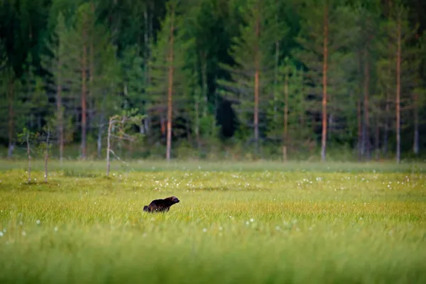 Росомаха Бегает Финской Тайге Дикая Природа Природы Редкое Животное Севера — стоковое фото