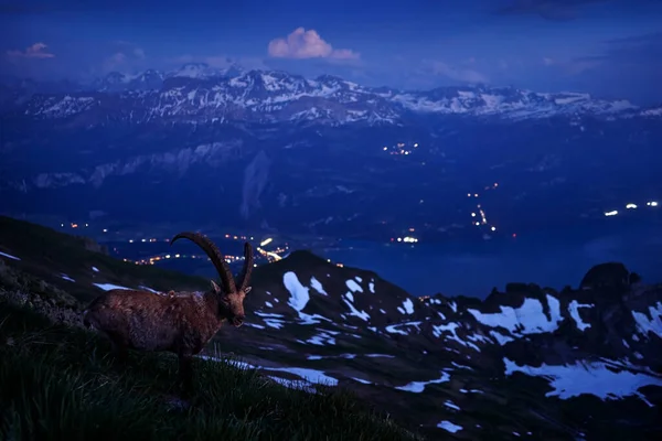 Suíça Vida Selvagem Ibex Capra Ibex Animal Alpino Com Chifres — Fotografia de Stock