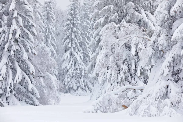 冬の野生動物だ 生息地でかわいい大きな猫 寒い条件 美しい動物野生のオオカミと雪の森 ドイツ ユーラシア リンクス自然が走り 森の中の野生の猫が雪と共に生息する — ストック写真
