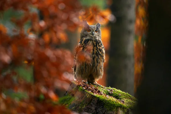 秋の野生動物 ユーラシアイーグルフクロウ ボボボ 木の切り株ブロックに座って オレンジの秋の色 ドイツと森の中で野生動物の写真 森の中の鳥野生生物 — ストック写真