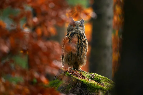 Vida Silvestre Otoño Búho Águila Euroasiática Bubo Bubo Sentado Bloque — Foto de Stock