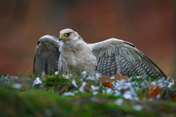 Wilde Dieren Vogelvoer Gedrag Lanner Falcon Falco Biarmicus Zeldzame Roofvogel — Stockfoto
