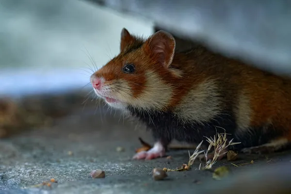 Hamster Europeu Cricetus Cricetus Pasto Viena Áustria Martelo Barriga Preta — Fotografia de Stock