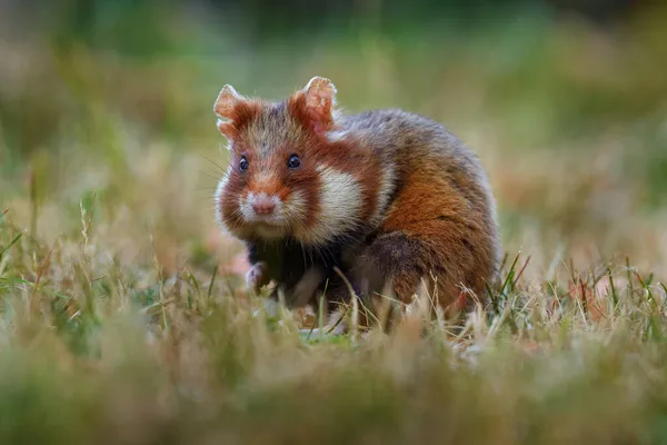 欧洲仓鼠 生活在奥地利维也纳的草地上 褐色和白色的黑腹仓鼠 在自然栖息地的前视图肖像 野生可爱的老鼠 夏天的野生动物 — 图库照片