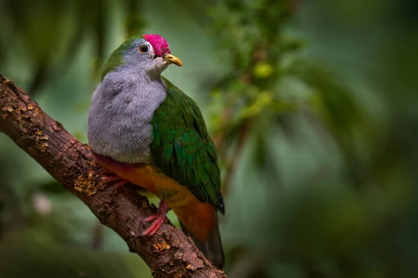 Paloma Fruta Vientre Rojo Ptilinopus Greyi Bosque Tierras Bajas Nueva — Foto de Stock