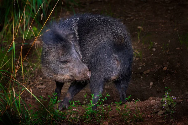 山核桃 山核桃 自然界中的野生动物栖息地 在森林栖息地的山核桃猪 巴西的潘塔纳尔 野生动植物中的Paccary — 图库照片