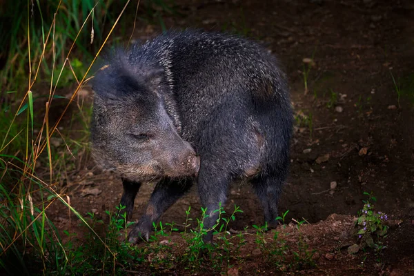 Pecari Collare Pecari Tajacu Animale Selvatico Nell Habitat Naturale Maiale — Foto Stock