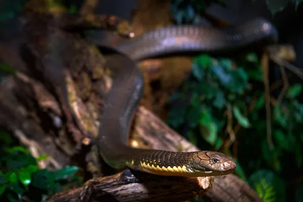 Koning Cobra Ophiophagus Hannah Slangenreptiel Natuurlijke Boshabitat Cobra Boom Close — Stockfoto