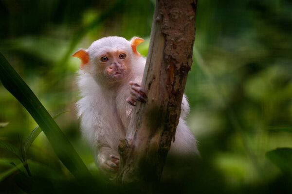 Серебристый мартышка, Мико аргентатус, обезьяна из восточного тропического леса Амазонки в Бразилии. Белая обезьяна с большими ушами в естественной среде обитания, зеленый тропический лес, Перу в Амазонии.