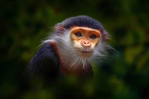 베트남 판자촌의 원숭이 Pygathrix Namaeus 서식지에서 귀엽고 희귀하고 토종인 원숭이의 — 스톡 사진