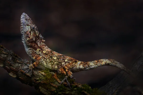 쿠바에서 풍토병 도마뱀 파충류아 노리스 Anolis Barbatus 입니다 도마뱀은 자연의 — 스톡 사진