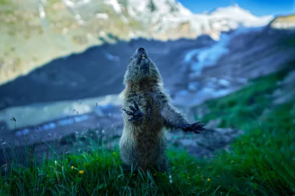 Wildlife Austria. Cute fat animal Marmot, sitting in the grass with nature rock mountain habitat, Alp, Italy. Wildlife scene from wild nature. Funny image, detail of Marmot.