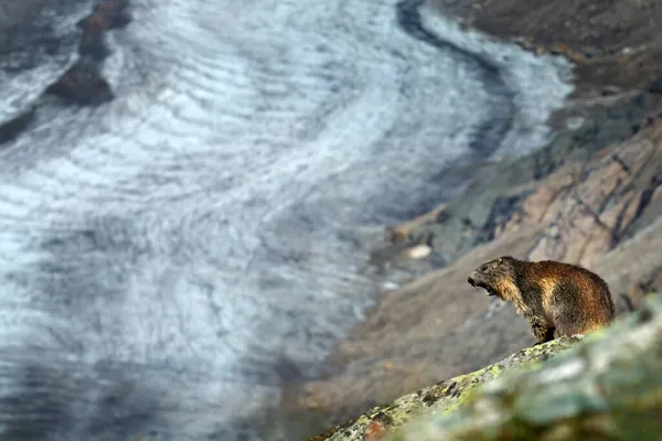 Vida Selvagem Áustria Bonito Animal Gordo Marmot Sentado Pedra Natureza — Fotografia de Stock