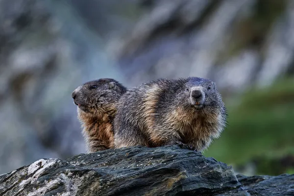 Wildlife Austria. Cute fat animal Marmot, sitting in the grass with nature rock mountain habitat, Alp, Italy. Wildlife scene from wild nature. Funny image, detail of Marmot.
