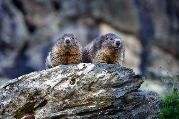 Wildlife Austria. Cute fat animal Marmot, sitting in the grass with nature rock mountain habitat, Alp, Italy. Wildlife scene from wild nature. Funny image, detail of Marmot.