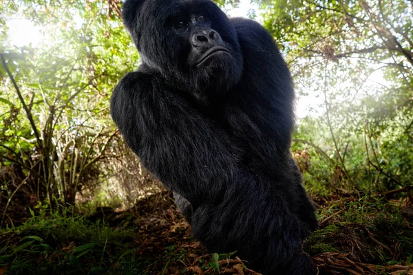 Tierleben Nahaufnahme Porträt Des Gorillas Berggorilla Mgahinga Nationalpark Uganda Detailreiches — Stockfoto